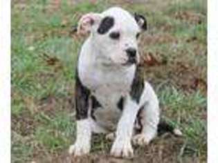 American Bulldog Puppy for sale in Koshkonong, MO, USA