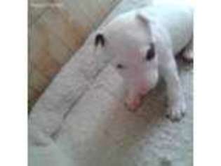 Bull Terrier Puppy for sale in Clifton Park, NY, USA