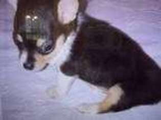 Rat Terrier Puppy for sale in Archer, FL, USA