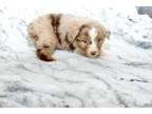 Australian Shepherd Puppy for sale in Newalla, OK, USA