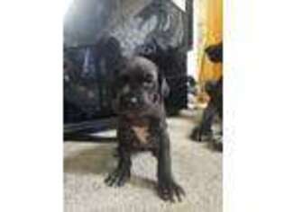 Great Dane Puppy for sale in Seattle, WA, USA