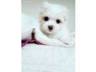Maltese Puppy for sale in Annandale, VA, USA
