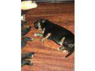 German Shepherd Dog Puppy for sale in Spring Valley, OH, USA