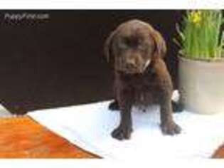 Labrador Retriever Puppy for sale in Rochester, IN, USA