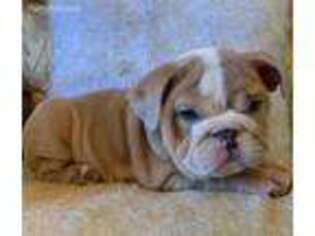 Bulldog Puppy for sale in Cashiers, NC, USA