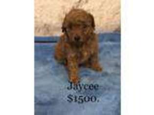 Mutt Puppy for sale in Lebanon, VA, USA
