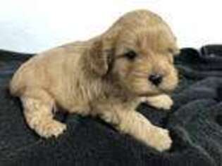 Cavapoo Puppy for sale in Madison, IN, USA