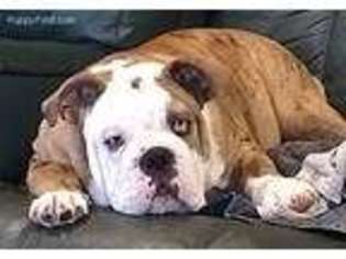 Bulldog Puppy for sale in Howell, MI, USA