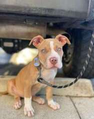 Mutt Puppy for sale in Miami Beach, FL, USA