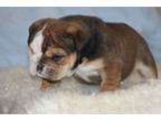 Bulldog Puppy for sale in Wallingford, KY, USA