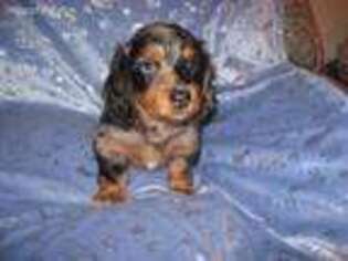 Dachshund Puppy for sale in Salinas, CA, USA