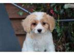 Cavachon Puppy for sale in Columbus, OH, USA