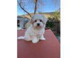 Goldendoodle Puppy for sale in Fairfield, CA, USA