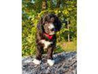Mutt Puppy for sale in Terrell, NC, USA