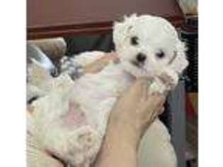 Maltese Puppy for sale in Norristown, PA, USA