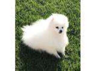 Pomeranian Puppy for sale in Reno, NV, USA