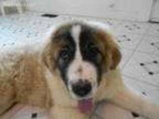 Mutt Puppy for sale in Lyndonville, VT, USA