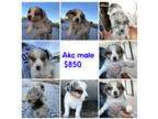 Australian Shepherd Puppy for sale in Blackfoot, ID, USA