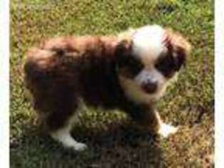 Miniature Australian Shepherd Puppy for sale in Heflin, AL, USA