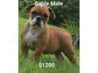 Olde English Bulldogge Puppy for sale in Bowling Green, OH, USA