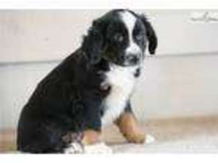 Australian Shepherd Puppy for sale in Youngstown, OH, USA