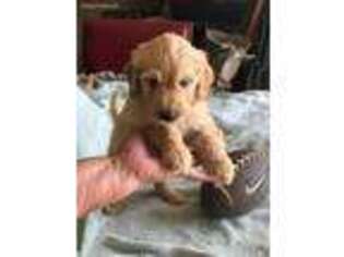 Goldendoodle Puppy for sale in Byron, MI, USA