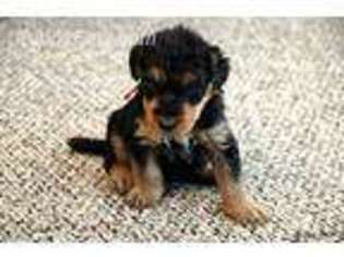 Airedale Terrier Puppy for sale in Nantucket, MA, USA