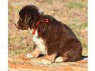 Miniature Australian Shepherd Puppy for sale in Albuquerque, NM, USA