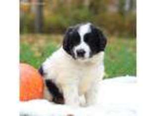 Newfoundland Puppy for sale in Oxford, PA, USA