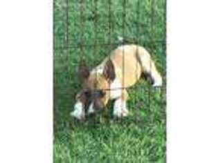 Bull Terrier Puppy for sale in Comanche, TX, USA