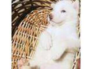 Siberian Husky Puppy for sale in Hialeah, FL, USA