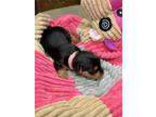 Yorkshire Terrier Puppy for sale in Alma, GA, USA