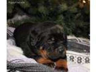 Rottweiler Puppy for sale in Constantine, MI, USA