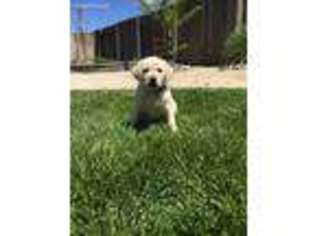 Labrador Retriever Puppy for sale in Fernley, NV, USA