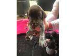 German Shorthaired Pointer Puppy for sale in York, SC, USA