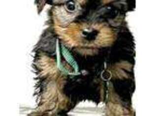 Yorkshire Terrier Puppy for sale in Brockton, MA, USA
