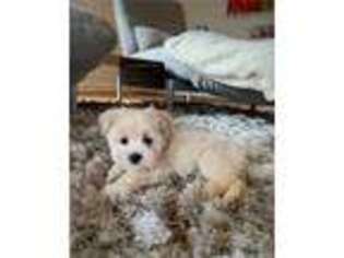 Cavapoo Puppy for sale in Turlock, CA, USA