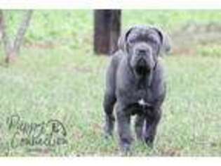 Cane Corso Puppy for sale in Etna Green, IN, USA