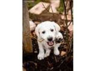 Labradoodle Puppy for sale in Midland, TX, USA