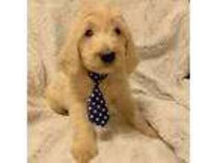 Labradoodle Puppy for sale in Edgewood, TX, USA