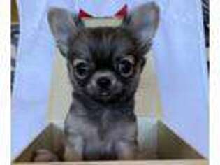 Chihuahua Puppy for sale in Gray, GA, USA