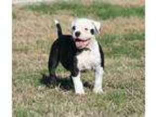 American Bulldog Puppy for sale in Joshua, TX, USA