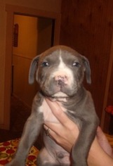American Pit Bull Terrier Puppy for sale in Kulpmont, PA, USA