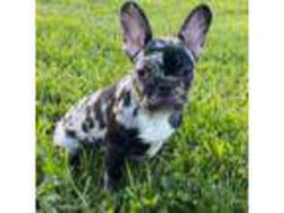 French Bulldog Puppy for sale in Yelm, WA, USA