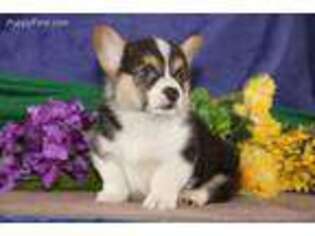 Pembroke Welsh Corgi Puppy for sale in East Earl, PA, USA