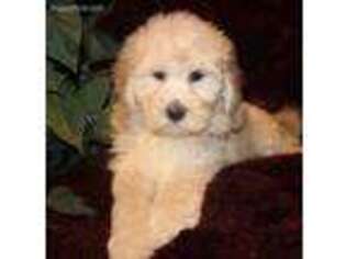 Goldendoodle Puppy for sale in Albion, NY, USA