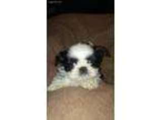 Mutt Puppy for sale in Texico, NM, USA