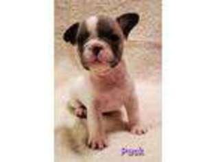 French Bulldog Puppy for sale in Galesburg, MI, USA