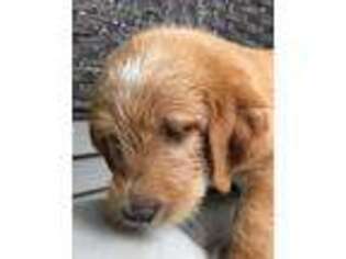 Labradoodle Puppy for sale in Peoria, IL, USA