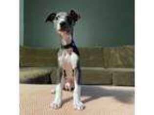 Whippet Puppy for sale in Louisville, KY, USA